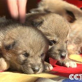 《CF新财锁上线！账号安全升级，守护你的游戏家园》