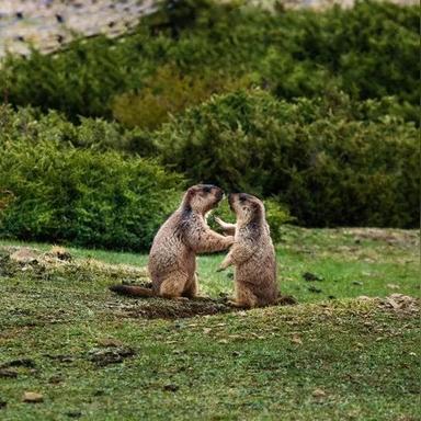 川西自驾奇遇：土拨鼠盗钥匙，众人挖洞苦寻1小时！