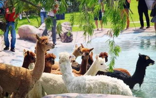 《四海兄弟：故乡》新预告曝光！与妹子共骑骏马畅游江湖