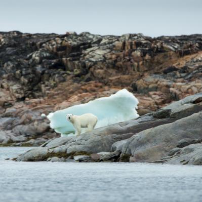 北极热浪30℃！医院爆满 驯鹿命悬一线