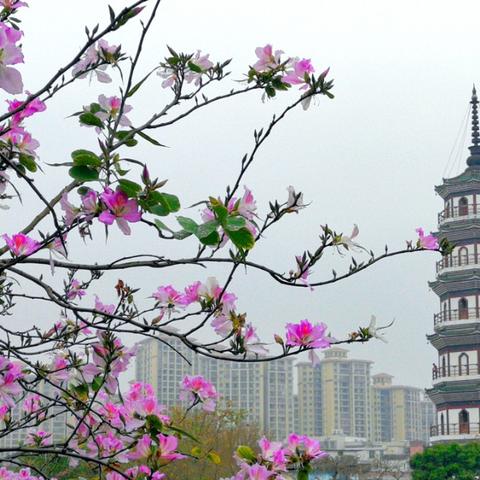 《四海兄弟：故乡》预售火爆，最高优惠67元！抢购正当时