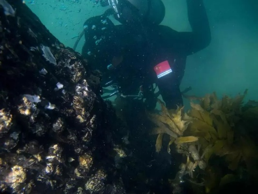 青岛海螺大爆发，潜水员3小时轻松赚3500！