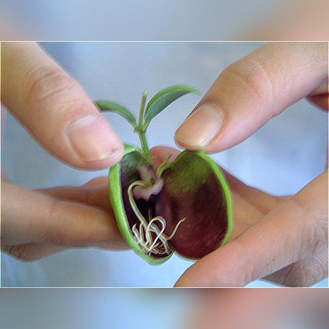 《多重人生攻略：揭秘有机物高效获取秘籍》