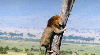 南非百万富翁狩猎遇巨型水牛：惊心动魄的生死瞬间