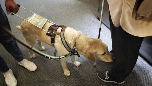 《寻回导盲犬！芝加哥盲人徒步数英里，感人故事引关注》