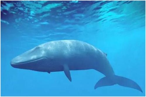 海洋危机！世界最小海洋被神秘“鼻涕”吞噬，揭秘真相