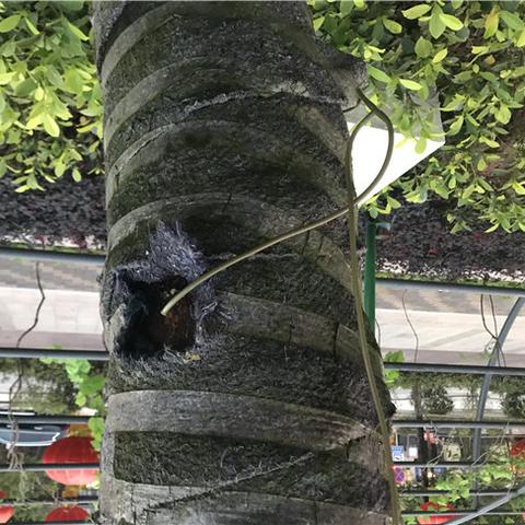 科技树加点攻略：多重人生最佳加点方法揭秘