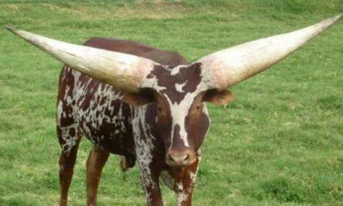 惊魂一跳！哥伦比亚男子跳牛失误惨遭牛角刺喉身亡