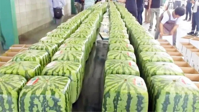 天价方形西瓜2999元！日本进口，半年不坏惊爆眼球