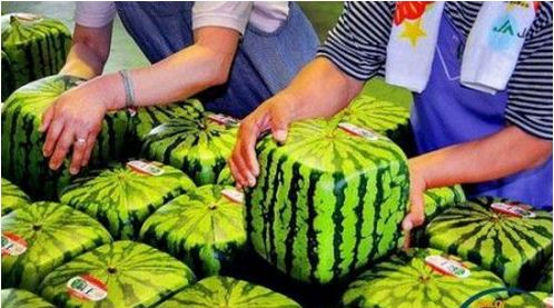 天价方形西瓜2999元！日本进口，半年不坏惊爆眼球