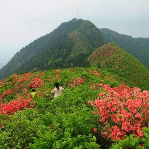 《探秘奇趣世界：揭秘这款“怪”游戏》