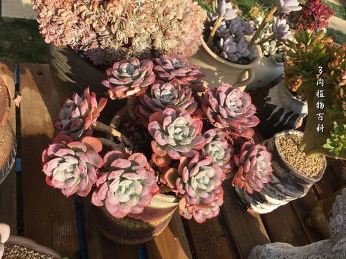 《罗伯特的废土种田奇梦：齿轮花梦境揭秘》