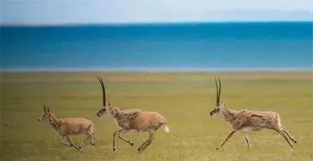 全球首只机械藏羚羊！可可西里无人区神秘观测记