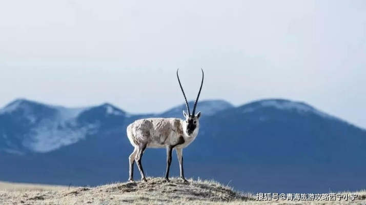 全球首只机械藏羚羊！可可西里无人区神秘观测记