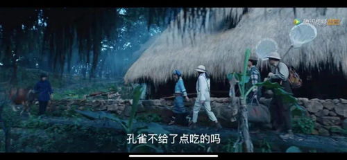 探寻神秘！云南现罕见“美女蛇”，全国仅10余例！