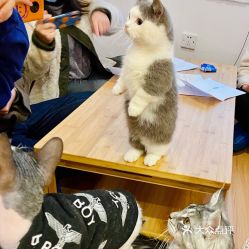 女子猫咖虐猫悲剧：4猫伤亡，心情失控引热议