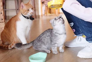 女子猫咖虐猫悲剧：4猫伤亡，心情失控引热议