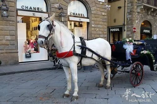 《马车世界》牛鼻环引争议，动保组织紧急呼吁！