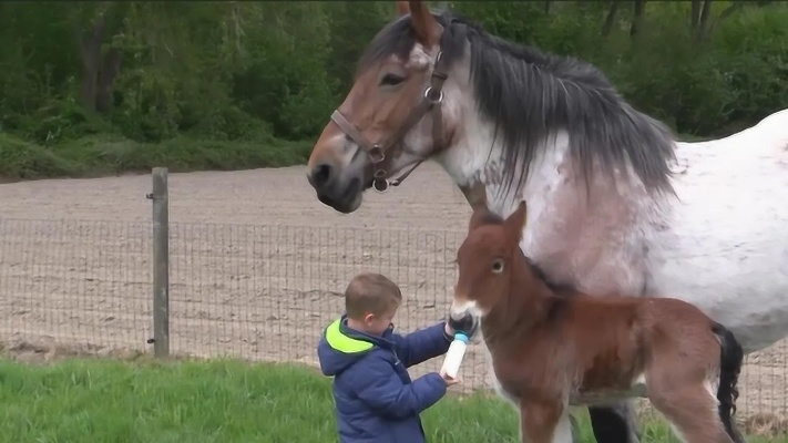 丹麦妈妈大方捐女儿小马喂狮，坚持不后悔！