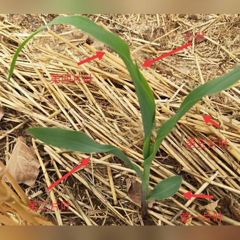 PS6性能翻倍！价格却与PS5持平，性价比神机来袭