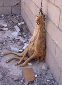 景区惊魂！狗狗咬马游客坠落，马蹄猛踢致残！