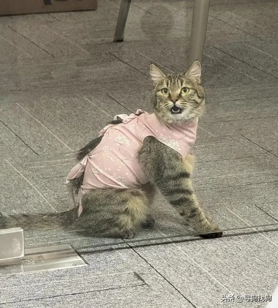 猫咪拍卖奇闻：3岁狸花猫仅500元成交，网友热议！