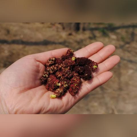 《死神：魂魄觉醒》DLC新角色卯之花烈8月26日登场！