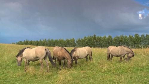 四海兄弟故乡马匹速成攻略：独家获取方法大揭秘