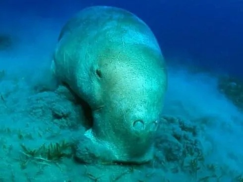 奇迹重现！神秘美人鱼儒艮再现踪迹，探寻古老海洋传奇