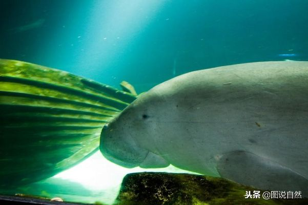奇迹重现！神秘美人鱼儒艮再现踪迹，探寻古老海洋传奇