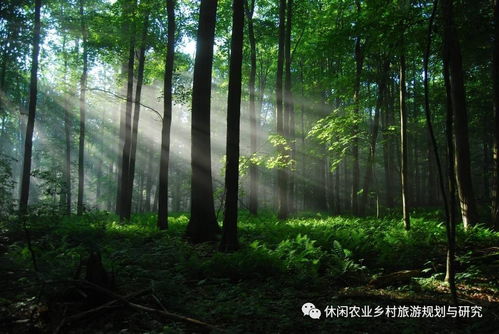 马云蚂蚁森林奇遇：西瓜边树高过人！