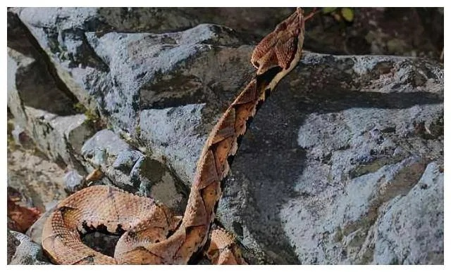 五步蛇竹叶青激战，男子意外中招：双蛇咬痕惊魂记