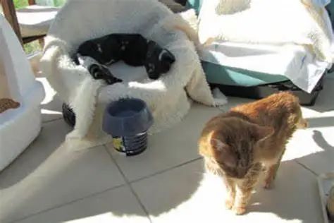 猫咪老年痴呆症状揭秘：与人类惊人相似！