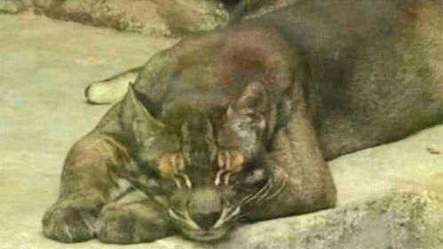 《动物园揭秘：豹猫饭碗蟑螂真相，竟是杜比亚昆虫美食！》