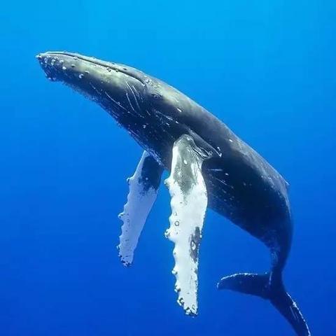 水下憋气29分钟，力压海豚！男子刷新世界纪录