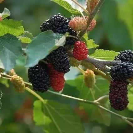 《泡姆泡姆排球攻略：双人玩法深度解析》