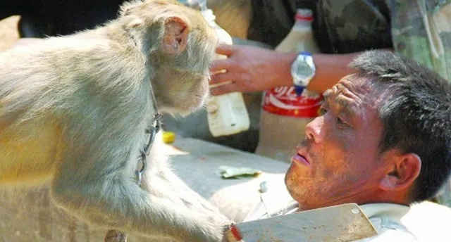 《大爷喂猴白酒，海量猴友争相效仿！》