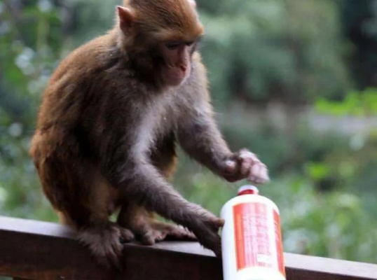 《大爷喂猴白酒，海量猴友争相效仿！》