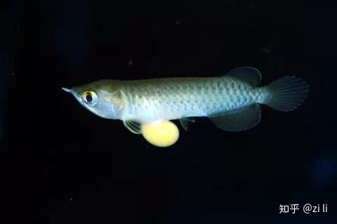 百万级龙鱼手术修复双眼，主人坚拒出售！