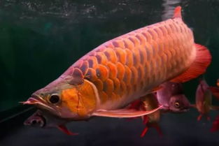 百万级龙鱼手术修复双眼，主人坚拒出售！