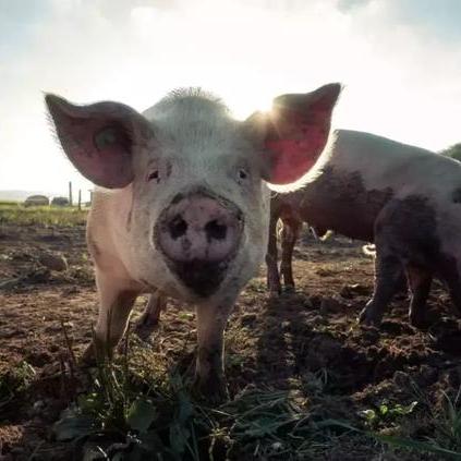 猪脑复活奇术！50分钟“死猪”脑重燃生机