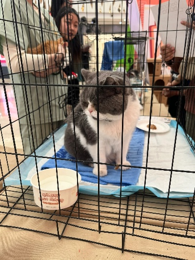 网红萌猫拍卖取消！爱心人士领养成功🐱💖