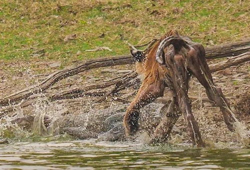 传奇虎王“箭头”：生前5天猎鳄，皮包骨离世！