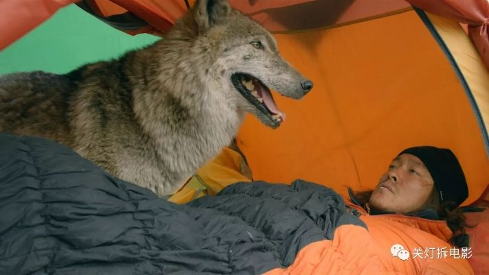 《狼伴侣》惊险追击：体验被狼妹妹狂追的刺激冒险！