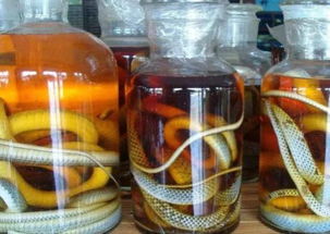 女子多年药酒惊现塑料海马，茅台酒瓶成藏污纳垢之地