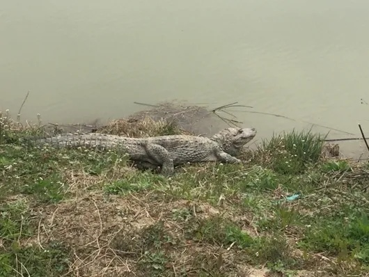 钓野生扬子鳄送派出所，放生奇闻！