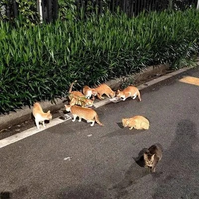 四川小区物业捕杀流浪猫计划反转！紧急叫停！