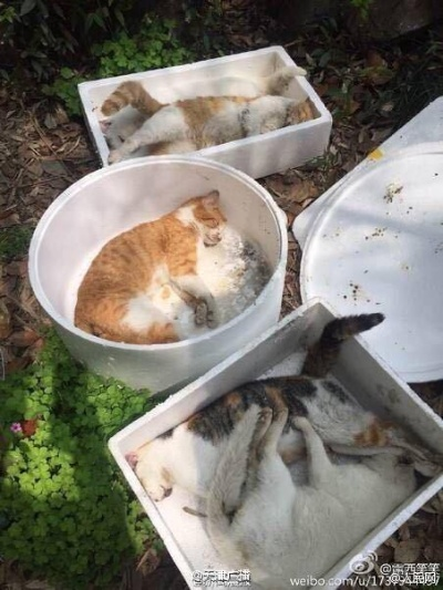 四川小区物业捕杀流浪猫计划反转！紧急叫停！