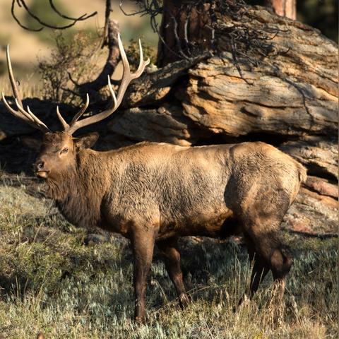 《惊悚回归！首例食人蝇感染病例震惊美国》