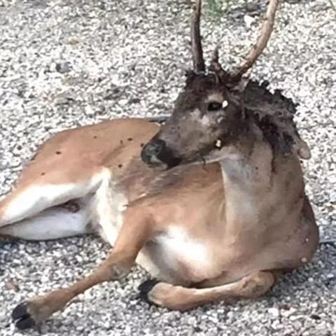 《惊悚回归！首例食人蝇感染病例震惊美国》
